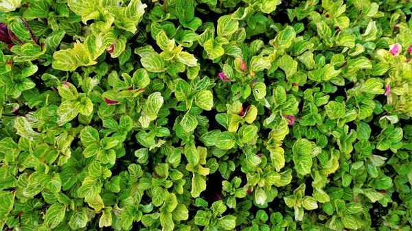 Gyönyörű Zöld Színű Levelek Háttér Iresine Herbstii Néven Ismert Gyógynövény — Stock Fotó