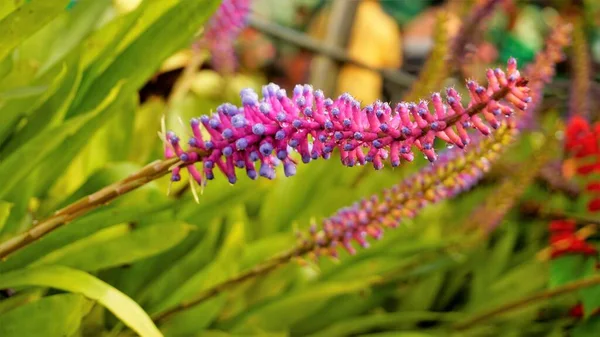 Beautiful Closeup Flower Plant Aechmea Gamosepala Also Known Matchstick Bromeliad — Stock Photo, Image