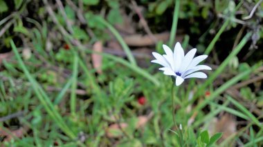 Dimorphotheca pluvialis 'in güzel beyaz çiçeklerine yakın çekim Cape rain daisy, marigold, Weather Prophet, White Namaqualand papatya vs. olarak da bilinir. Mavi ya da mor işaretli çiçekler.