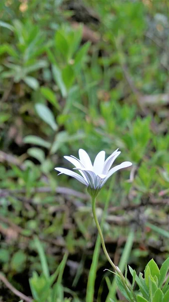 Closeup Beautiful White Flowers Dimorphotheca Pluvialis Also Known Cape Rain — Stok Foto