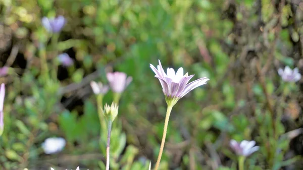 Closeup Beautiful White Flowers Dimorphotheca Pluvialis Also Known Cape Rain — Fotografia de Stock