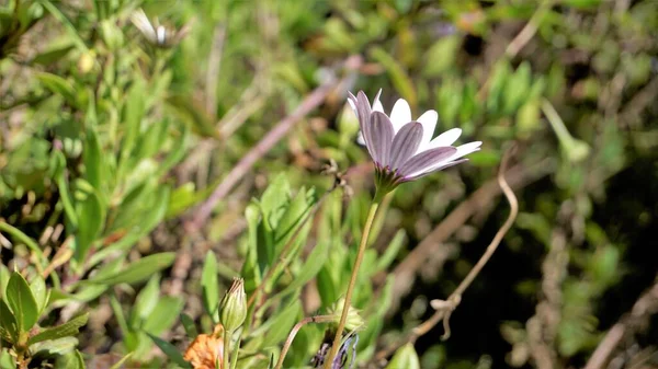 Primer Plano Hermosas Flores Blancas Dimorphotheca Pluvialis También Conocida Como — Foto de Stock