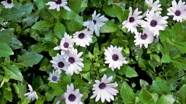 Nahaufnahme Wunderschöner Weißer Blüten Von Dimorphotheca Pluvialis Auch Bekannt Als — Stockfoto