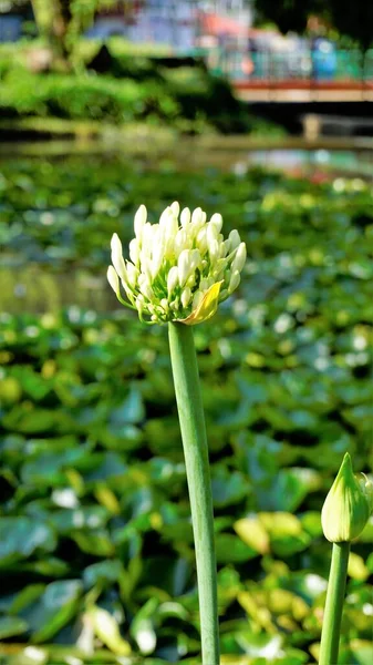 Beautiful Flower Agapanthus Africanus Also Known Lily Nile African Blue — Stok Foto