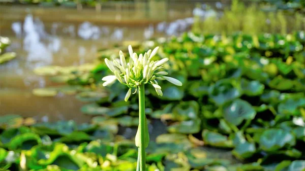 Beautiful Flower Agapanthus Africanus Also Known Lily Nile African Blue — Foto Stock