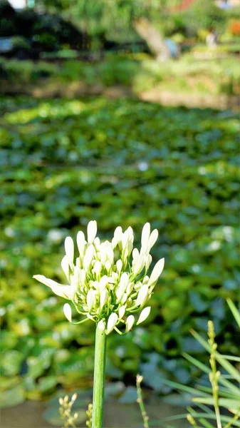 Belle Fleur Agapanthus Africanus Également Connu Sous Nom Lis Nile — Photo