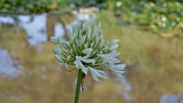 Beautiful Flower Agapanthus Africanus Also Known Lily Nile African Blue — Stockfoto