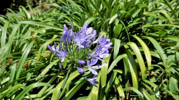 Beautiful Flower Agapanthus Africanus Also Known Lily Nile African Blue —  Fotos de Stock