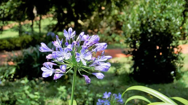 Beautiful Flower Agapanthus Africanus Also Known Lily Nile African Blue — Stok fotoğraf