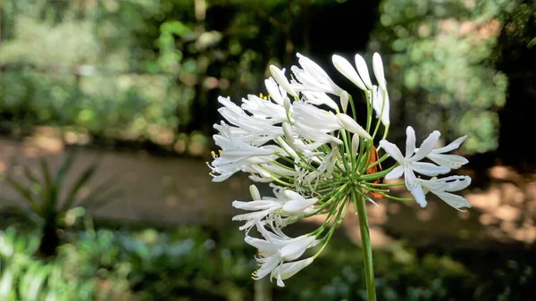 Beautiful Flower Agapanthus Africanus Also Known Lily Nile African Blue — Fotografia de Stock