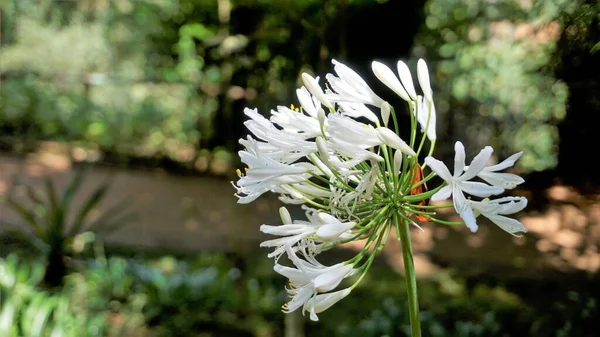 Bela Flor Agapanthus Africanus Também Conhecido Como Lírio Nilo Africano — Fotografia de Stock