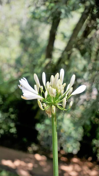 Beautiful Flower Agapanthus Africanus Also Known Lily Nile African Blue — Foto de Stock