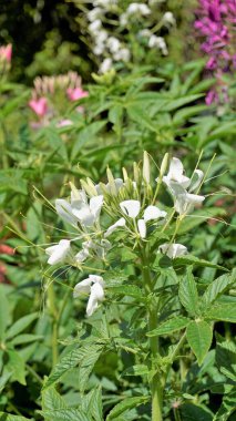 Cleome spinosa 'nın güzel çiçekleri. Örümcek çiçeği olarak da bilinir. Dikenli örümcek çiçeği, Tarenaya hassleriana vs. Ooty Botanik Bahçesinde görüldü.