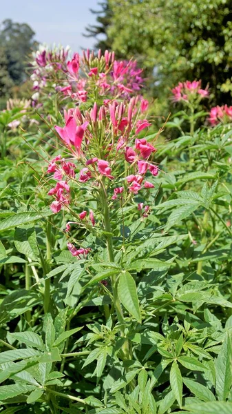 Beautiful Flowers Cleome Spinosa Also Known Spider Flower Spiny Spiderflower — Fotografia de Stock
