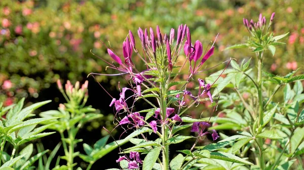 Beautiful Flowers Cleome Spinosa Also Known Spider Flower Spiny Spiderflower — 스톡 사진