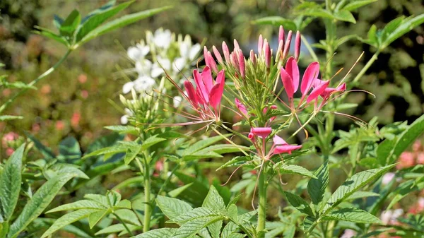 Красивые Цветы Клеоме Spinosa Известный Цветок Паука Spiny Spiderflower Tarenaya — стоковое фото