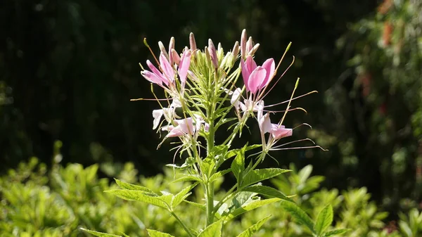 Beautiful Flowers Cleome Spinosa Also Known Spider Flower Spiny Spiderflower — Stockfoto