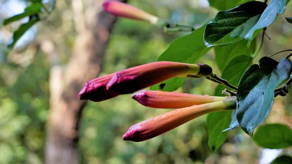 Closeup Beautiful Flowers Buds Amphilophium Buccinatorium Also Known Mexican Blood — Photo