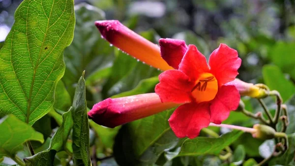 Detailní Záběr Krásných Květin Pupenů Amfilofiového Bukatoria Známého Také Jako — Stock fotografie