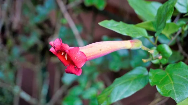 Closeup Beautiful Flowers Buds Amphilophium Buccinatorium Also Known Mexican Blood — Stock Photo, Image