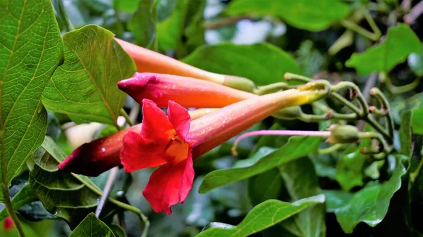 Покриття Красивих Квітів Бруньків Amphilophium Buccinatorium Також Відомого Мексиканська Квітка — стокове фото