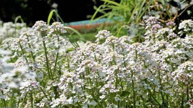 Gibraltar şekerlemesi olarak da bilinen Iberis gibraltarica 'nın manzara fotoğrafçılığı, Cebelitarık' taki Yukarı Kaya Doğa Rezervi 'nin sembolüdür..