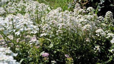 Gibraltar şekerlemesi olarak da bilinen Iberis gibraltarica 'nın manzara fotoğrafçılığı, Cebelitarık' taki Yukarı Kaya Doğa Rezervi 'nin sembolüdür..