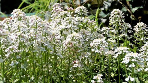 Gibraltar şekerlemesi olarak da bilinen Iberis gibraltarica 'nın manzara fotoğrafçılığı, Cebelitarık' taki Yukarı Kaya Doğa Rezervi 'nin sembolüdür..