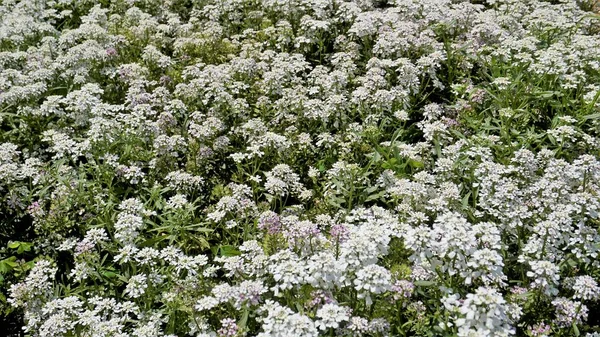 Landscape Photography Iberis Gibraltarica Also Known Gibraltar Candytuft Symbol Upper — Stock Photo, Image