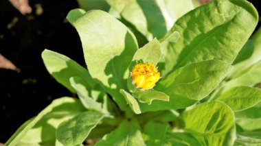 Calendula 'nın güzel çiçekleri çocuk bahçesinde. Ayrıca Garden Marigold, Red Calliandra vs. olarak da bilinir. Bahçe örtüsü yeşili.