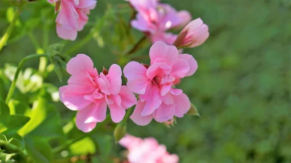 Closeup Beautiful Rose Color Flowers Pelargonium Peltatum Also Known Ivyleaf — Stockfoto