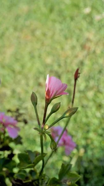 Primer Plano Hermosas Flores Color Rosa Pelargonium Peltatum También Conocido — Foto de Stock
