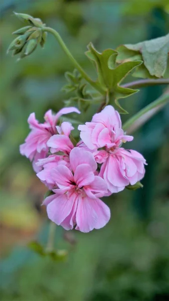 Gros Plan Belles Fleurs Roses Pelargonium Peltatum Également Connu Sous — Photo