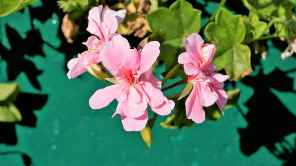 Closeup Beautiful Rose Color Flowers Pelargonium Peltatum Also Known Ivyleaf — Stockfoto