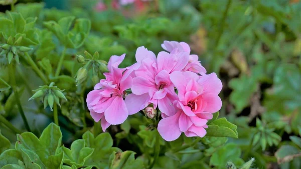 Closeup Beautiful Rose Color Flowers Pelargonium Peltatum Also Known Ivyleaf — Stockfoto