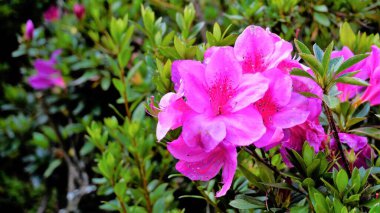 Rhododendron simsii 'nin güzel pembe çiçekleri ayrıca Azalea, Rhododendron, Pot Azalea olarak da bilinir. Peyzaj ve duvar kağıdı arkaplanı.