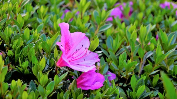 Lindas Flores Cor Rosa Rhododendron Simsii Também Conhecido Como Azalea — Fotografia de Stock