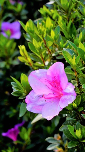 Гарні Рожеві Квіти Rhododendron Simsii Також Відомі Azalea Rhododendron Pot — стокове фото