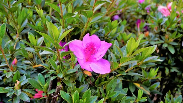 Beautiful Pink Color Flowers Rhododendron Simsii Also Known Azalea Rhododendron — Fotografia de Stock