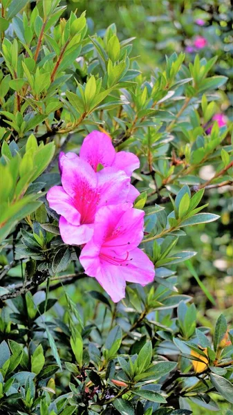 Гарні Рожеві Квіти Rhododendron Simsii Також Відомі Azalea Rhododendron Pot — стокове фото