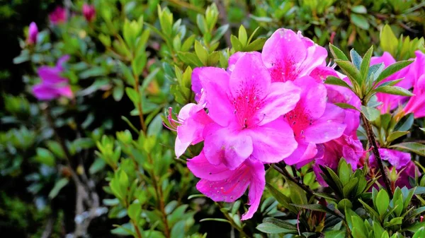 Lindas Flores Cor Rosa Rhododendron Simsii Também Conhecido Como Azalea — Fotografia de Stock