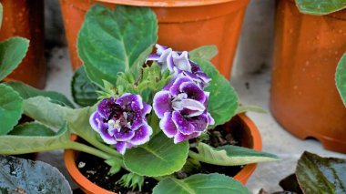 Closeup of beautiful flowers of Sinningia speciosa also known as Brazilian, Florist and Violet slipper gloxinia. Landscape and wallpaper background.