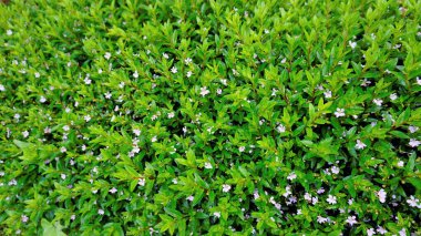 Cuphea hyssopifolia 'nın güzel beyaz çiçeklerinin peyzaj fotoğrafı, sahte, Meksikalı, Hawaii fundası. Arkaplan yeşil resmi