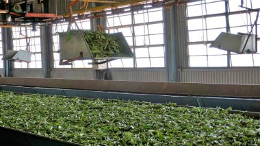Ooty, Tamilnadu, Hindistan-30 Nisan 2022: Ham madde yapraklarından bitmiş çay gücüne kadar çay yapraklarının makinelerle işlenmesi. Yapraklar çeşitli aşamalarda paketlenmiş çaya dönüştürülür..