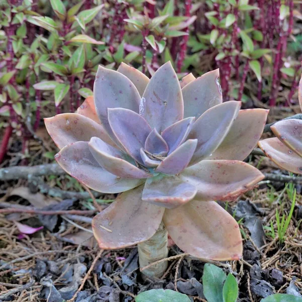 Nahaufnahme Der Schönen Dekorativen Zimmerpflanze Graptopetalum Superbum Hausgartenpflanze — Stockfoto