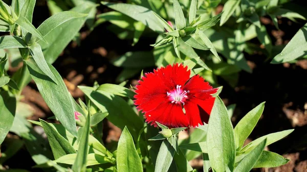 Beautiful Red Color Flowers Dianthus Barbatus Also Known Sweet William — Foto de Stock