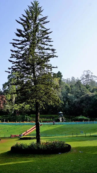 Ooty Tamilnadu India April 2022 Beautiful Government Botanical Gardens Ooty — 스톡 사진