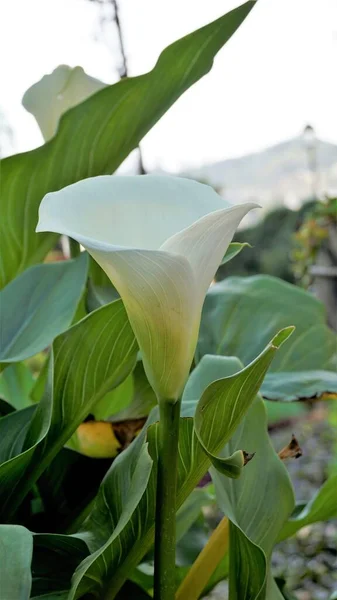 Lindas Flores Brancas Zantedeschia Aethiopica Também Conhecido Como Lírio Calla — Fotografia de Stock