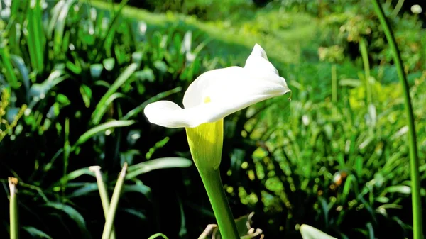 Beautiful White Flowers Zantedeschia Aethiopica Also Known Calla Lily Natural — Stok fotoğraf