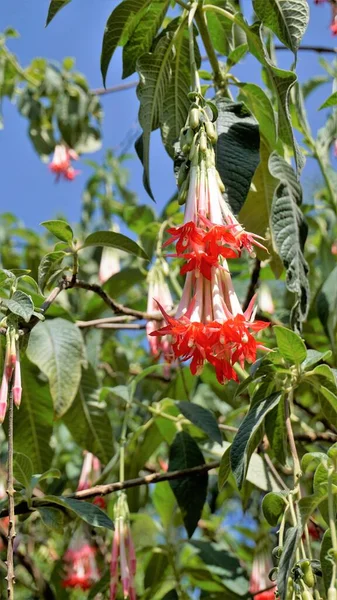 Closeup Belas Flores Fuchsia Boliviana Carriere Também Conhecido Como Fuchsia — Fotografia de Stock